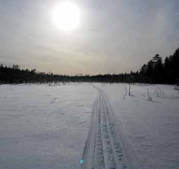 Sol på myren